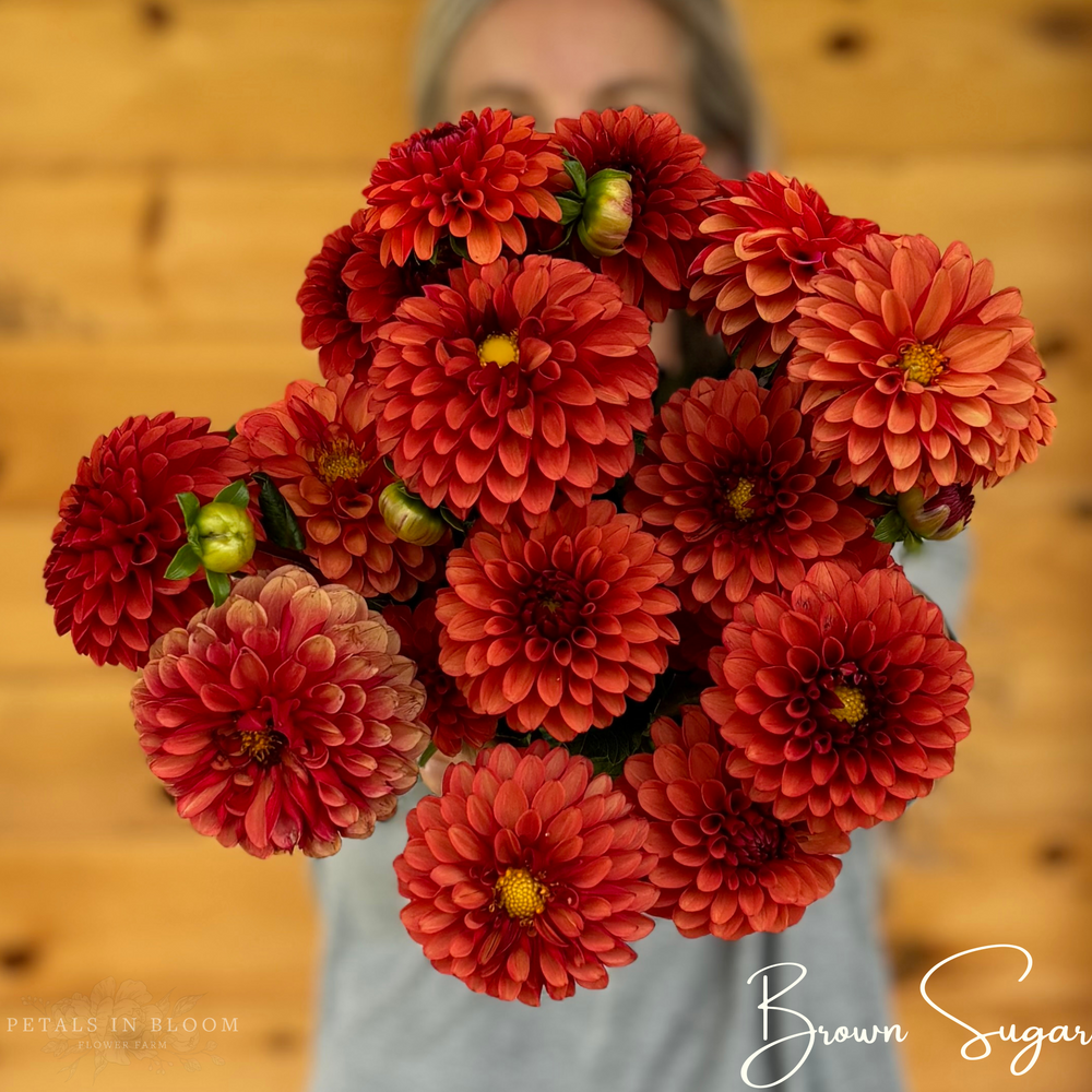 
                  
                    Brown Sugar Dahlia Tubers
                  
                