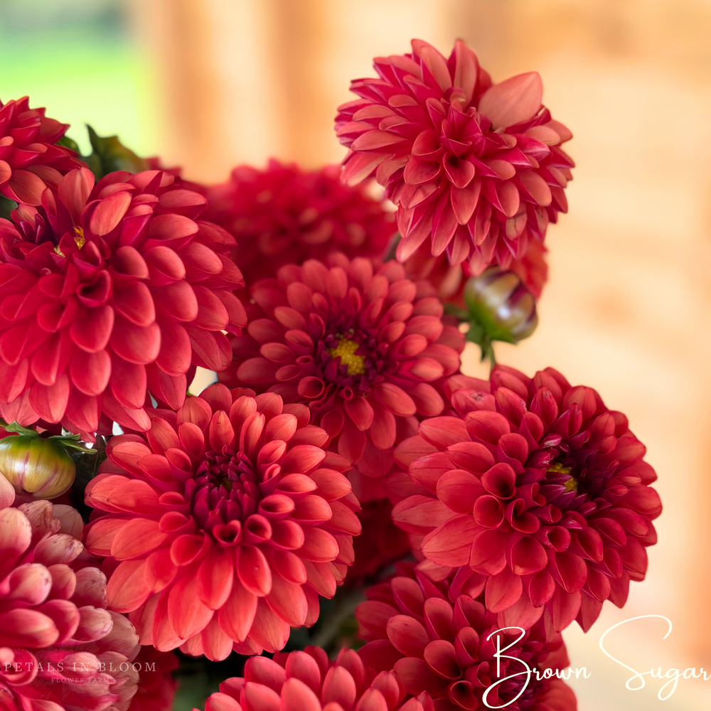 Brown Sugar Dahlia Tubers