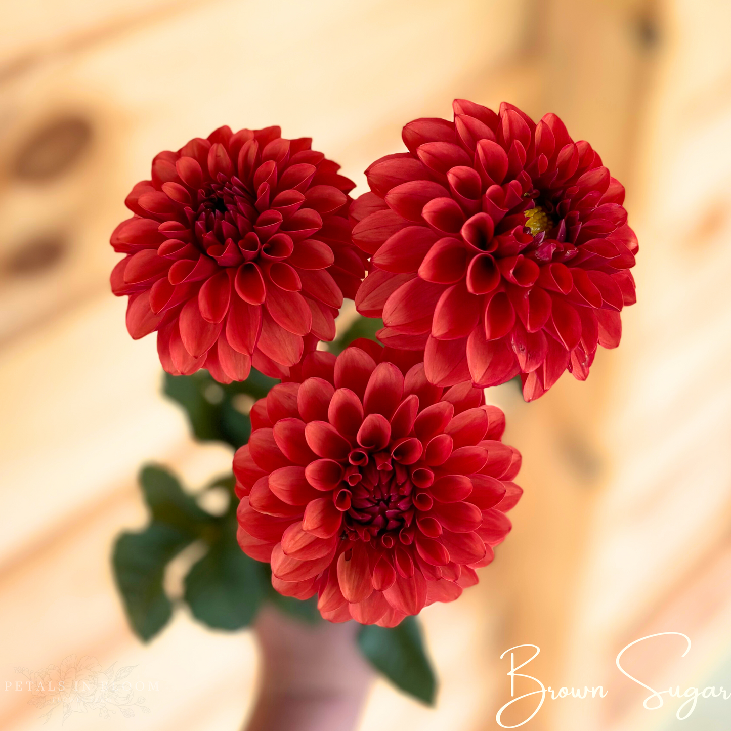 
                  
                    Brown Sugar Dahlia Tubers
                  
                