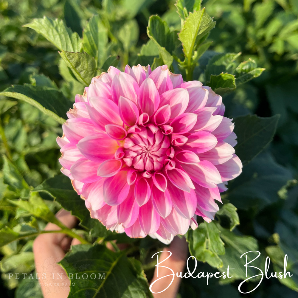 Budapest Blush Dahlia Tuber