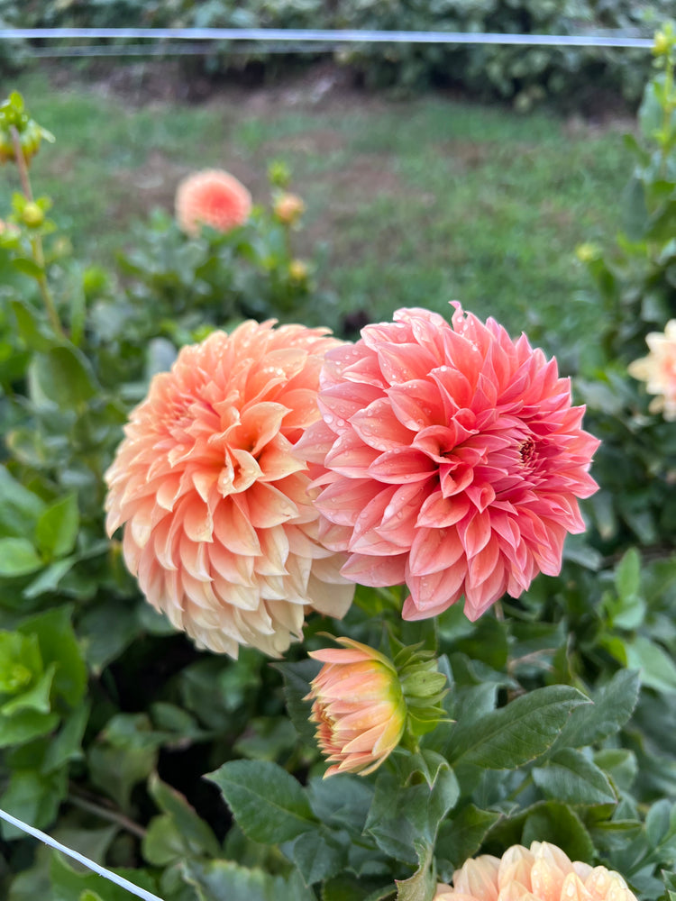 
                  
                    Bracken Palomino Dahlia Tubers
                  
                