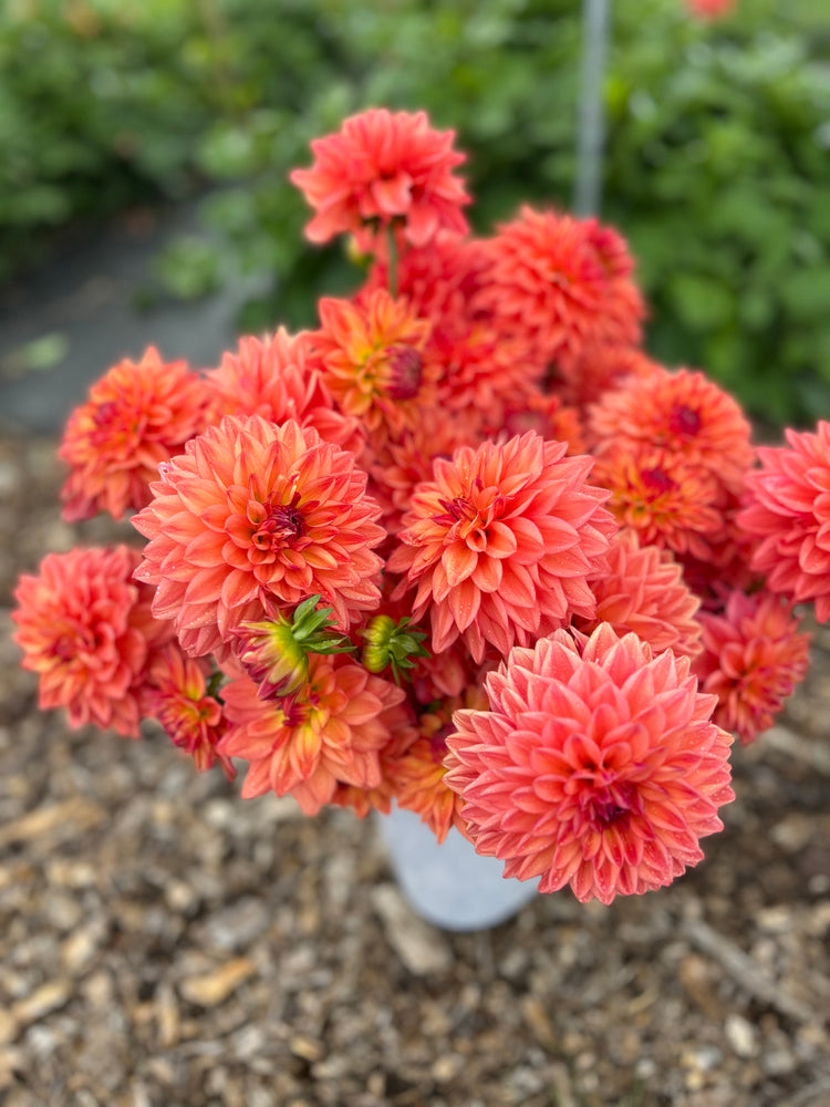
                  
                    Katherine's Sunset Dahlia Tuber
                  
                