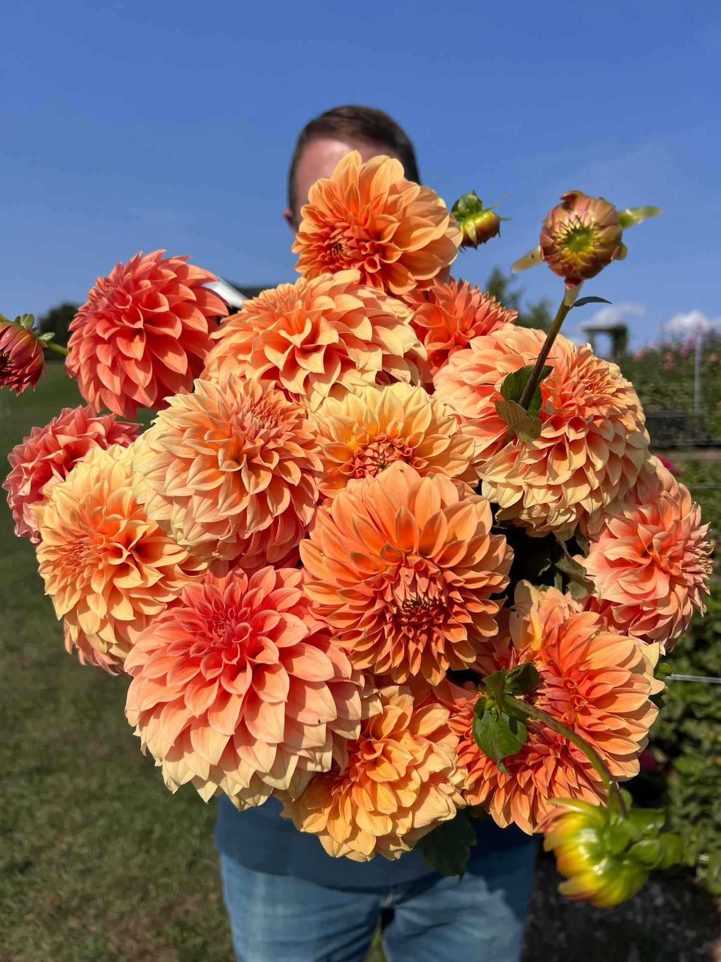 
                  
                    Bracken Palomino Dahlia Tubers
                  
                