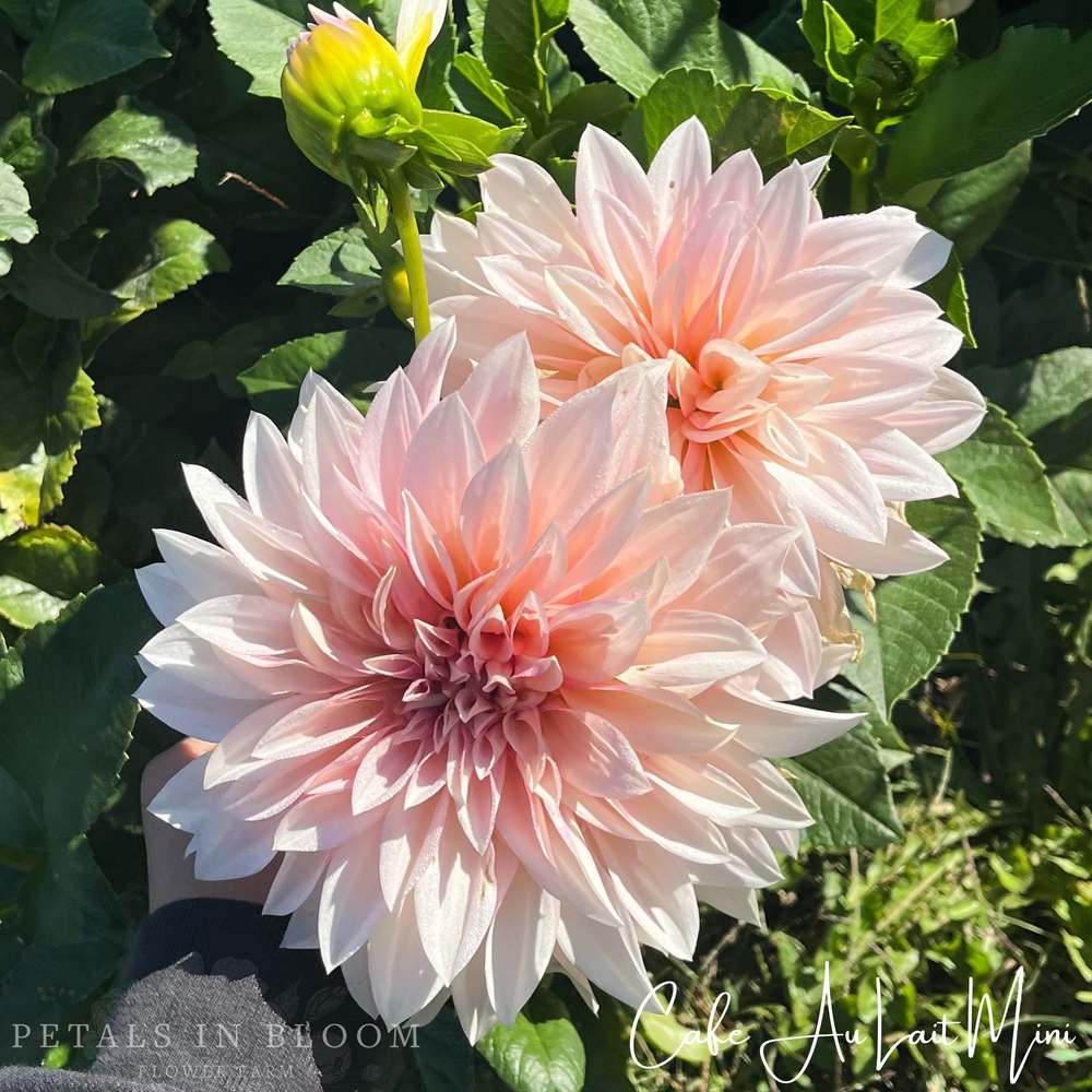 
                  
                    Cafe Au Lait Mini Dahlia Tuber
                  
                