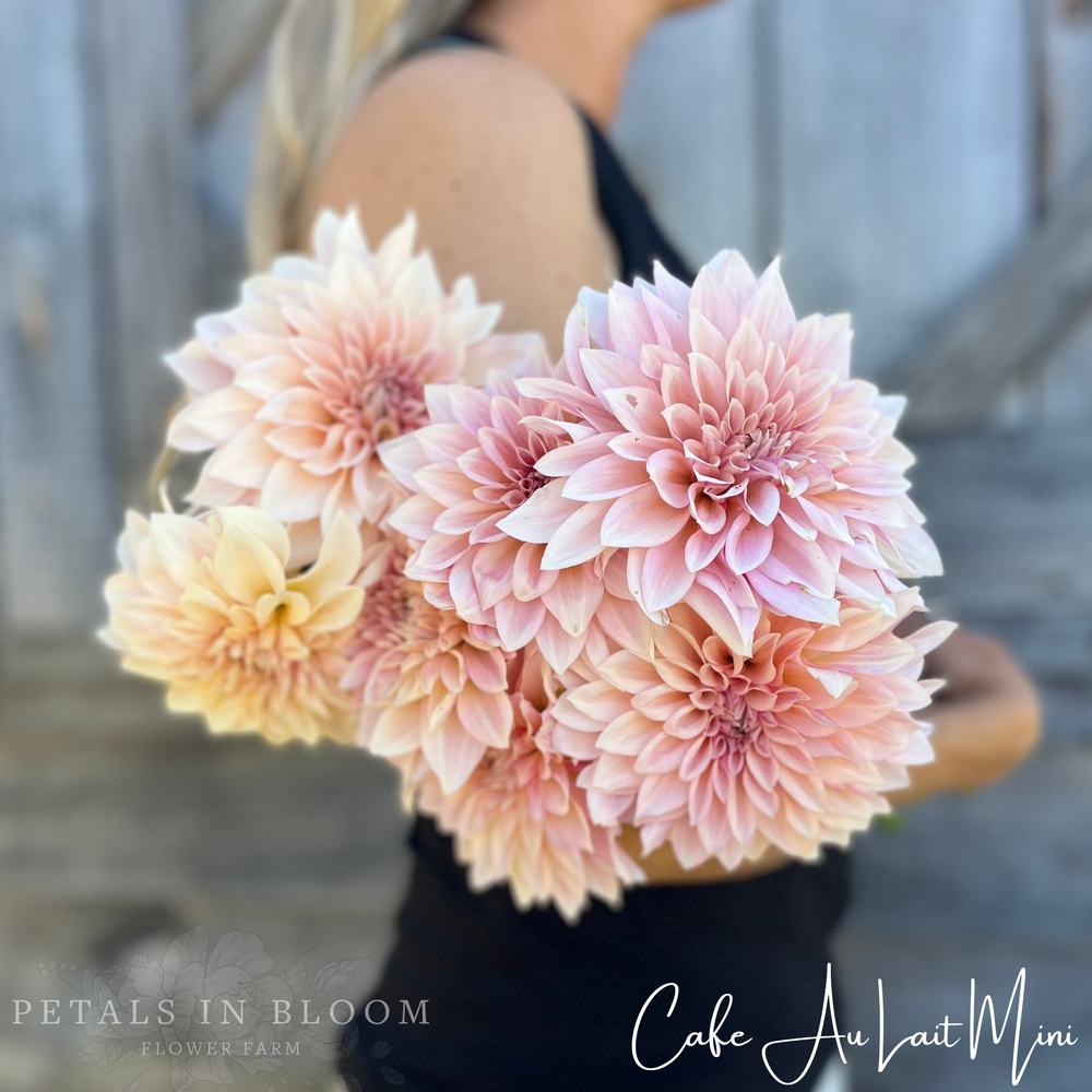 dahlia seeds cafe au lait Cafe Au Lait Mini Dahlia Tuber – Petals In Bloom Flower Farm