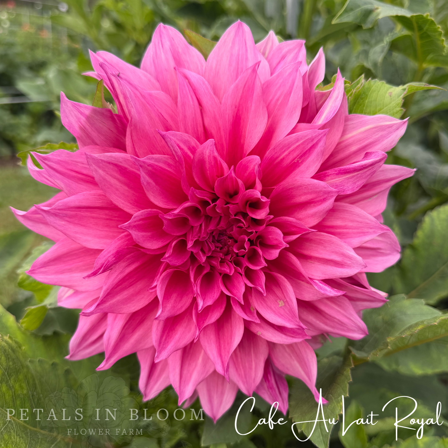 
                  
                    Cafe au Lait Royal Dahlia Tuber
                  
                