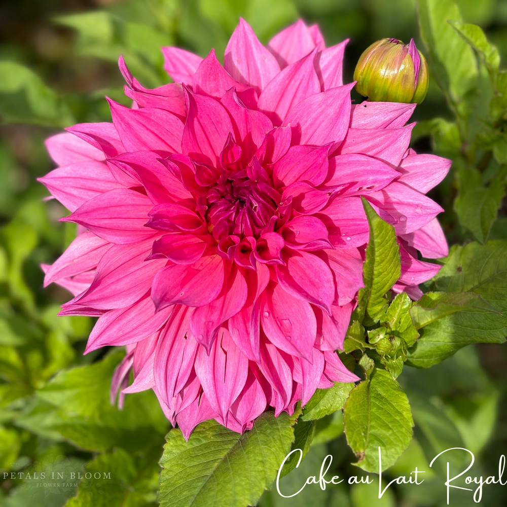 
                  
                    Cafe au Lait Royal Dahlia Tuber
                  
                