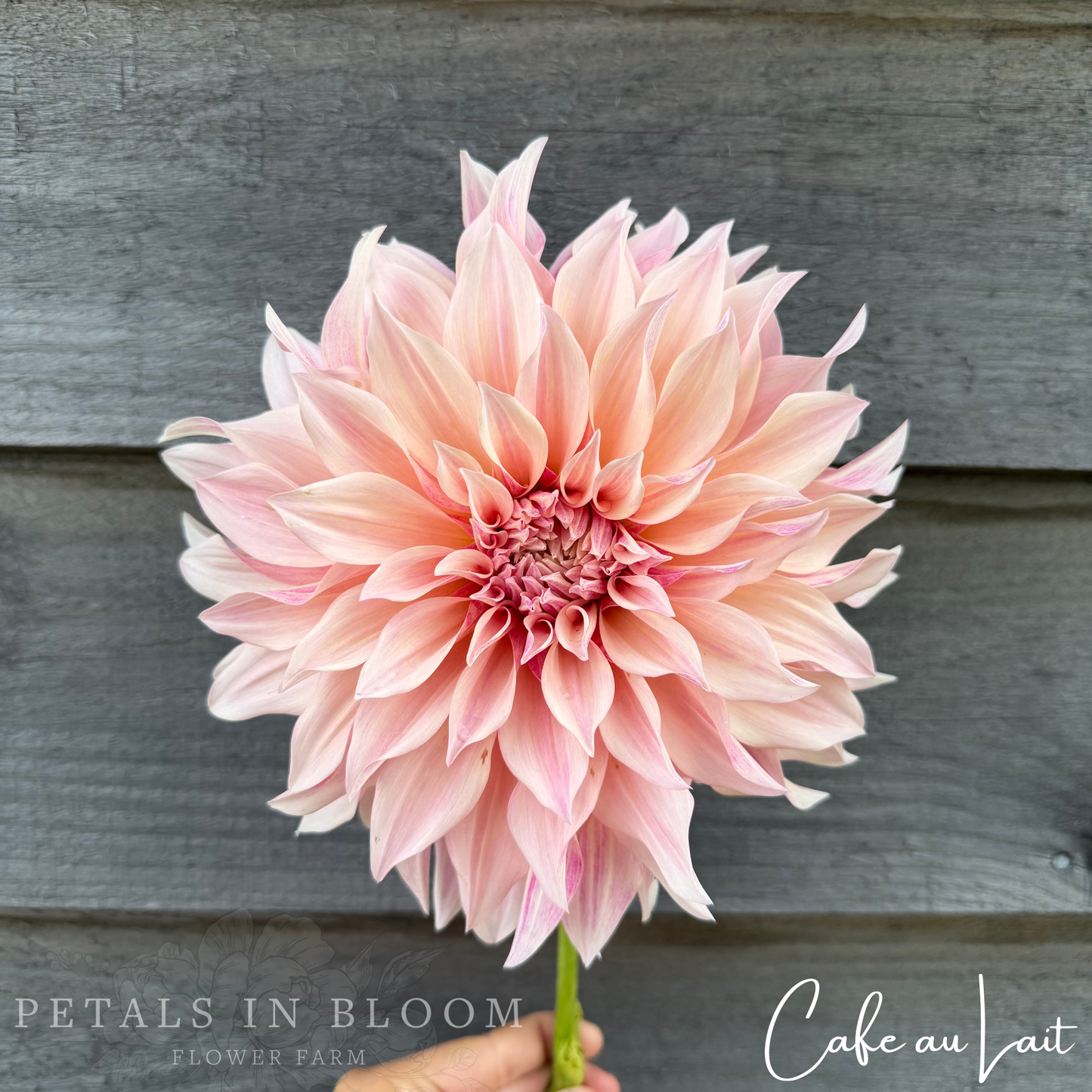 
                  
                    Cafe au Lait Dahlia Tubers
                  
                