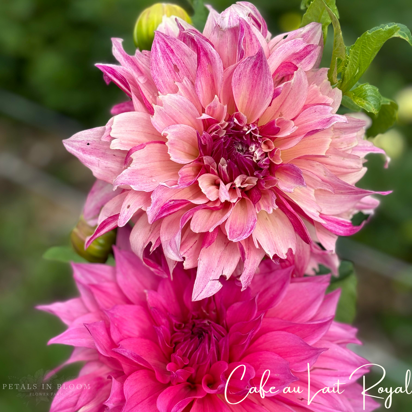 
                  
                    Cafe au Lait Royal Dahlia Tuber
                  
                