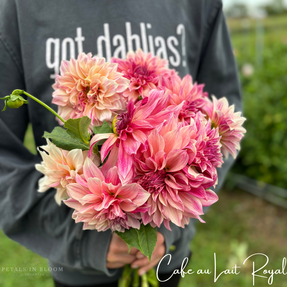 Cafe au Lait Royal Dahlia Tuber