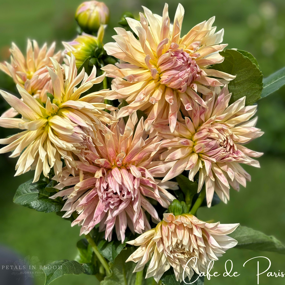 
                  
                    Cafe de Paris Dahlia Tuber
                  
                