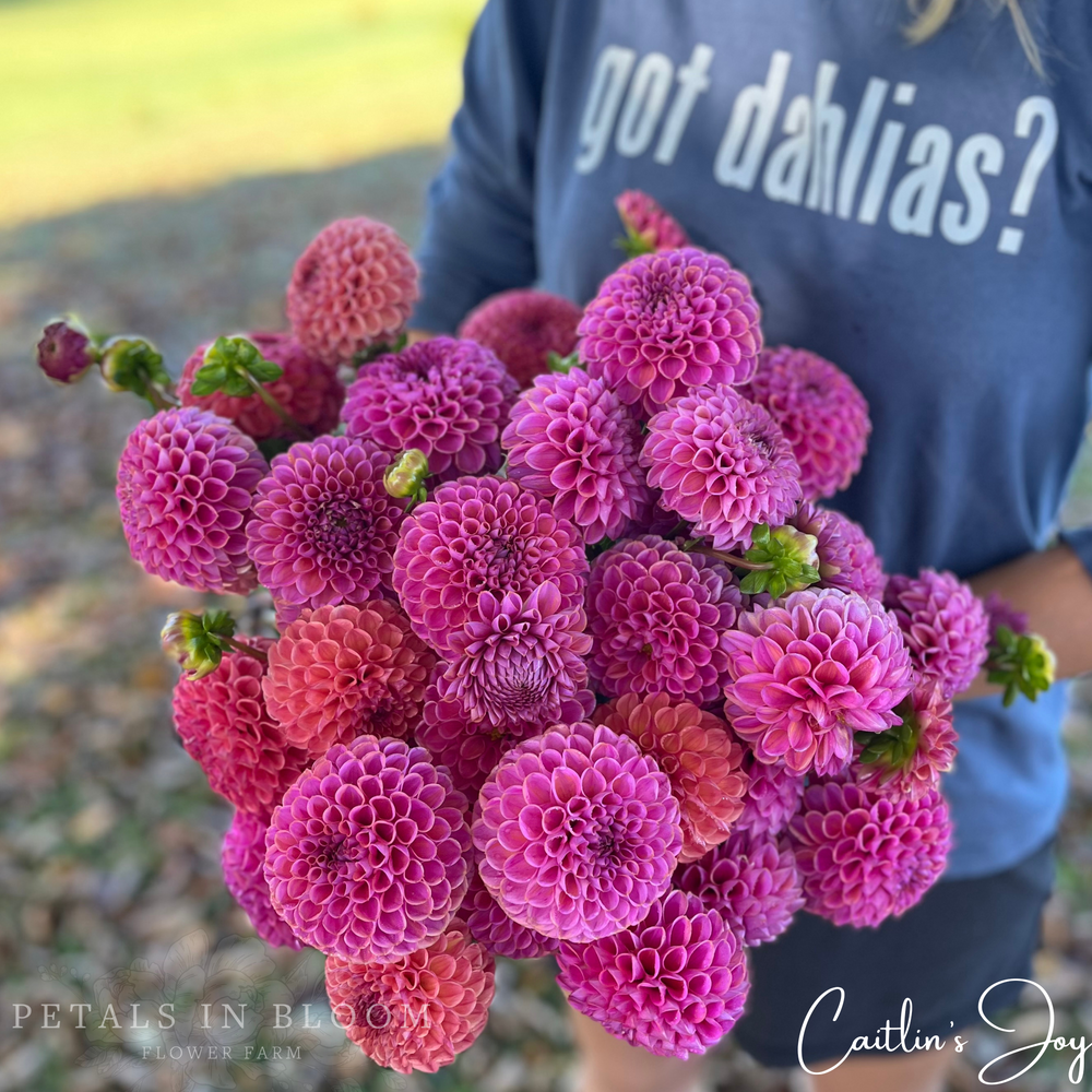 Caitlin's Joy Dahlia Tuber