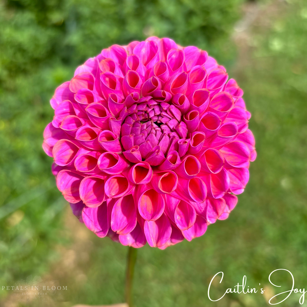 
                  
                    Caitlin's Joy Dahlia Tuber
                  
                