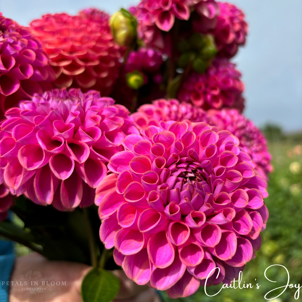 Caitlin's Joy Dahlia Tuber