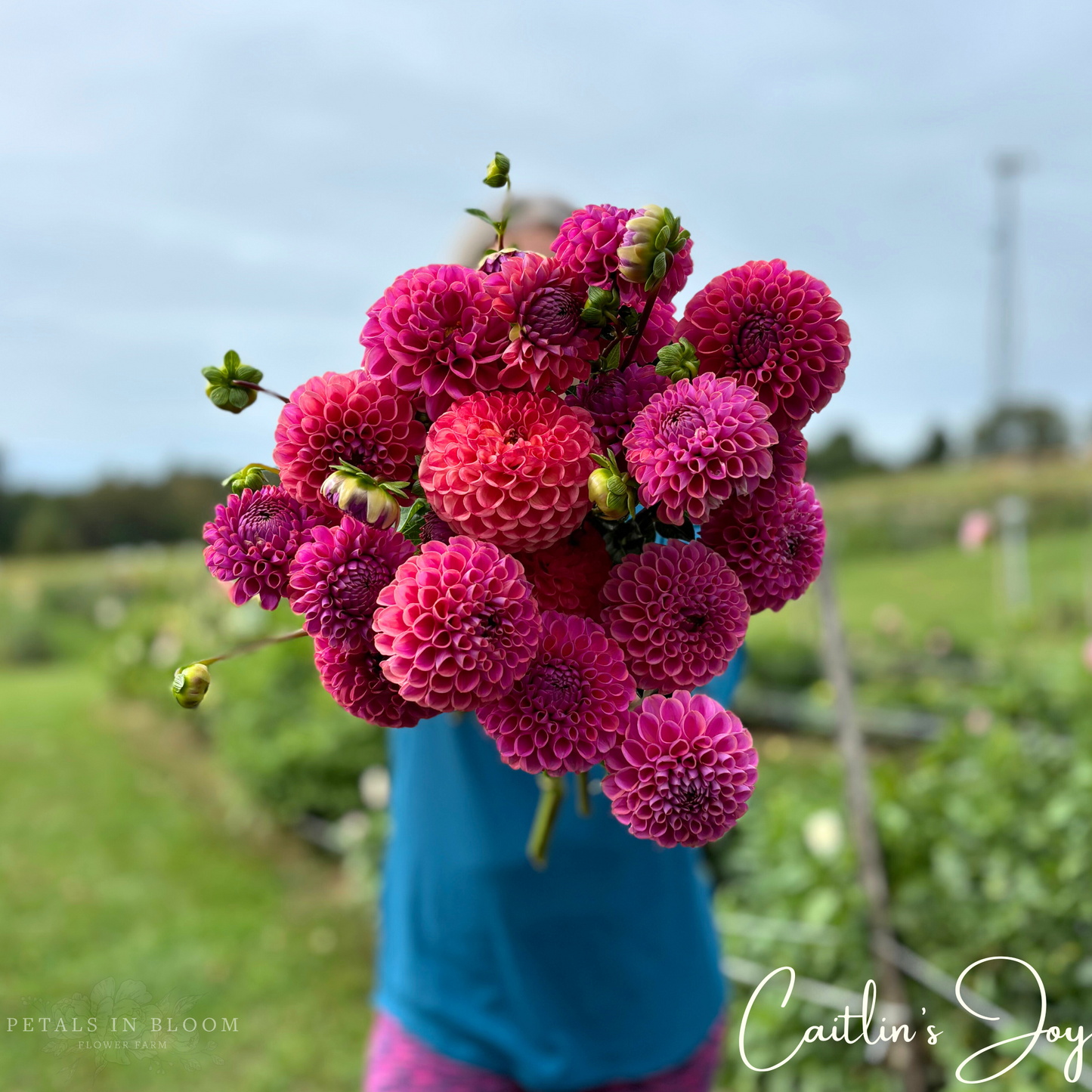 
                  
                    Caitlin's Joy Dahlia Tuber
                  
                