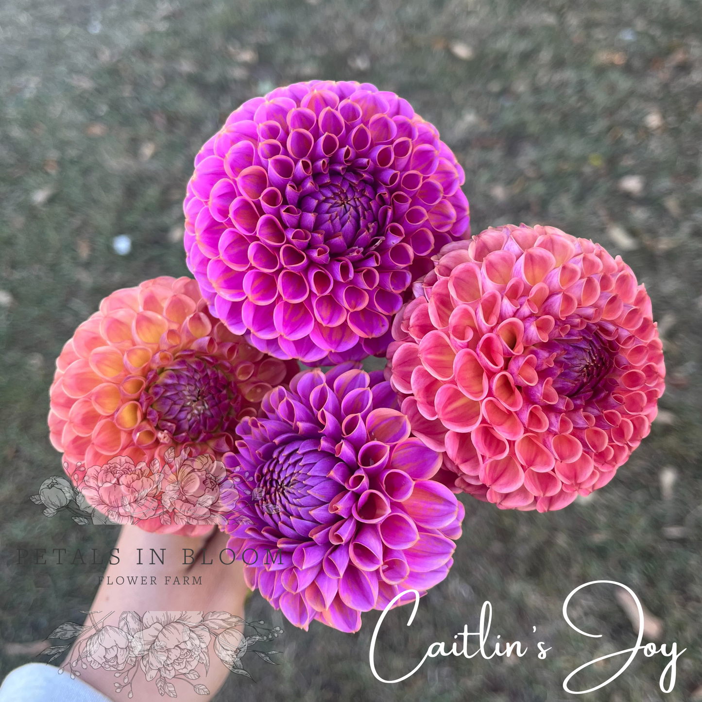 
                  
                    Caitlin's Joy Dahlia Tuber
                  
                