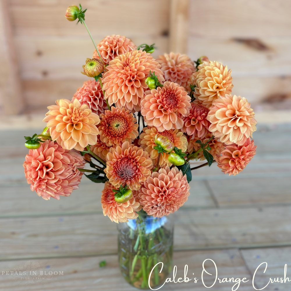 
                  
                    Caleb's Orange Crush Dahlia Tubers
                  
                