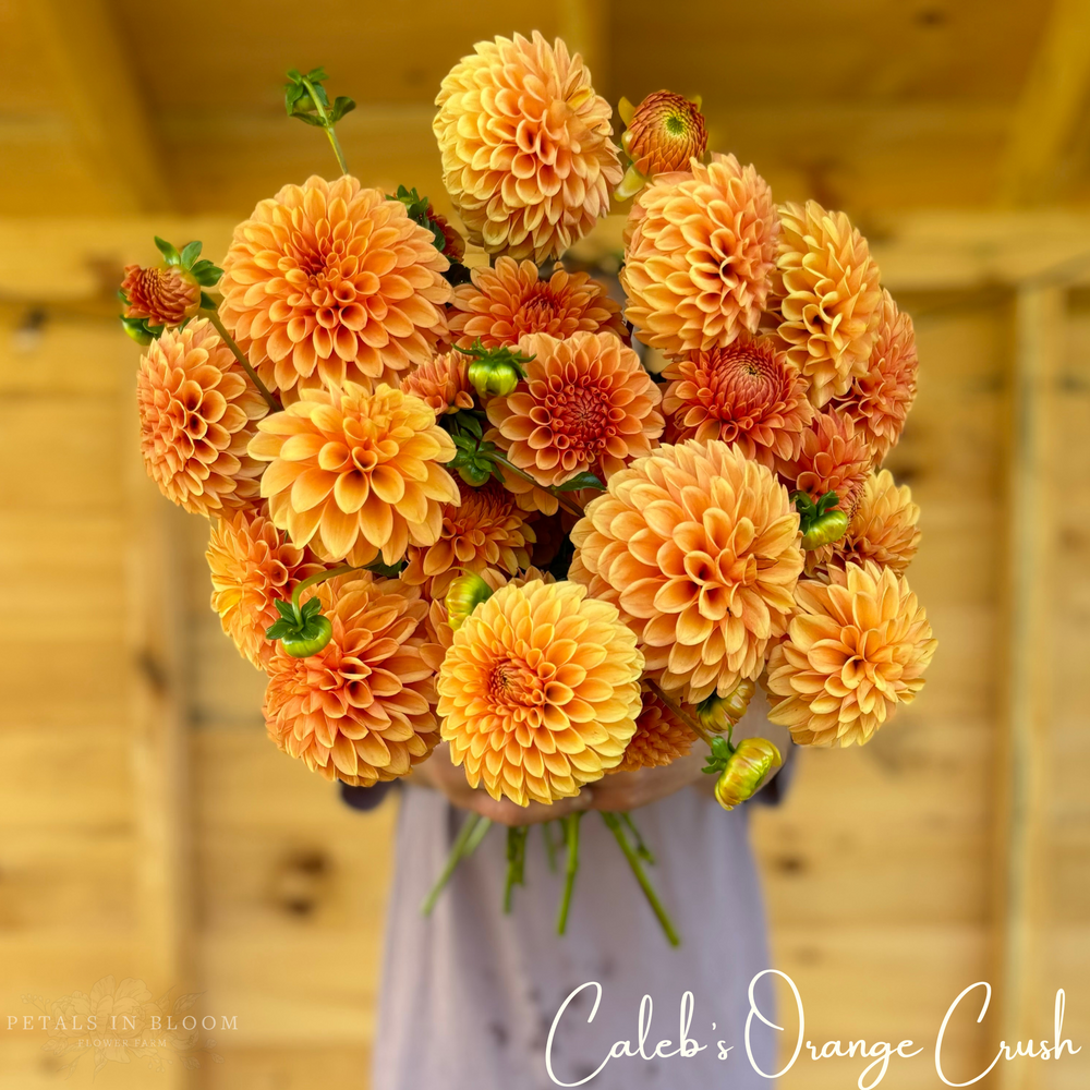 Caleb's Orange Crush Dahlia Tubers