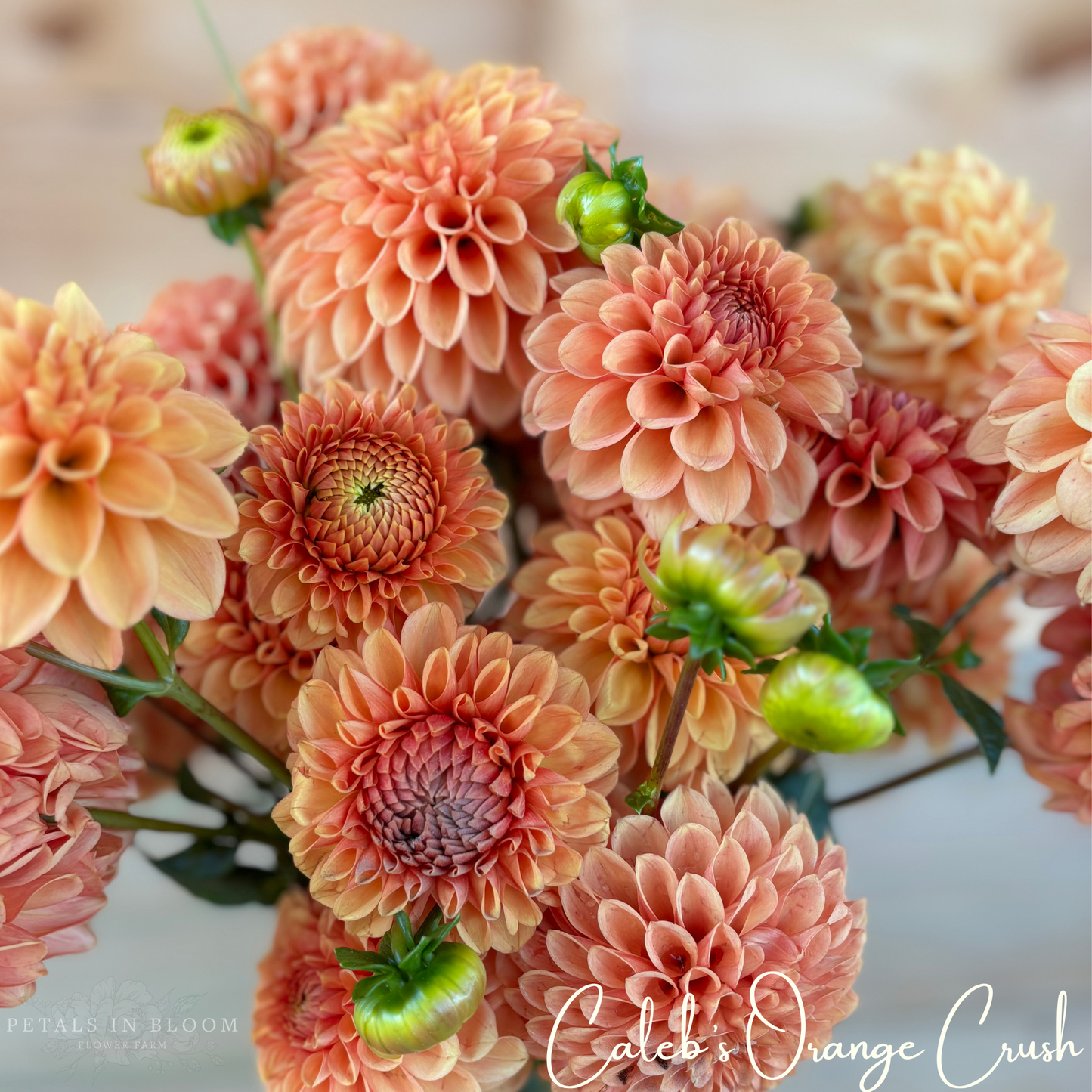 
                  
                    Caleb's Orange Crush Dahlia Tubers
                  
                