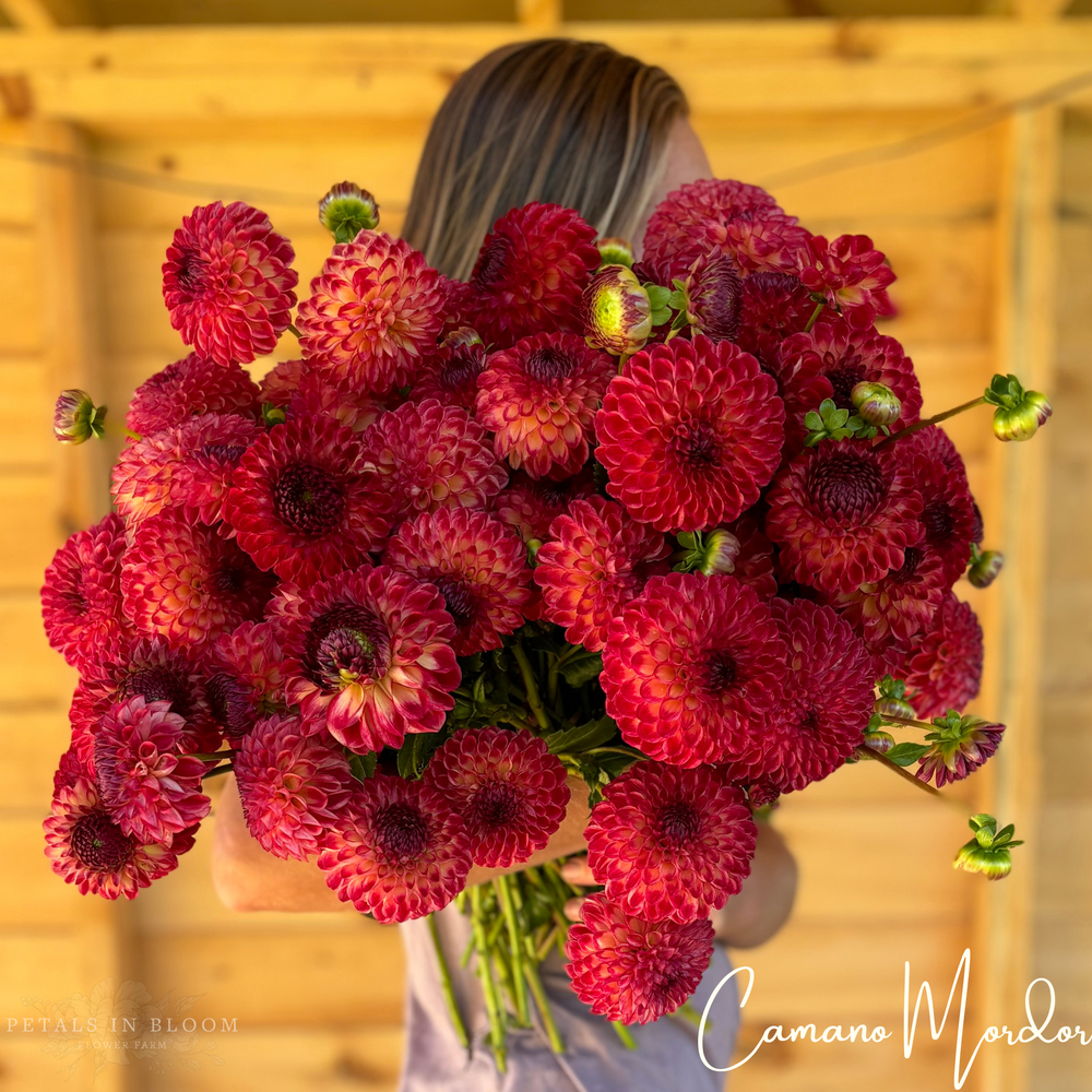 
                  
                    Camano Mordor Dahlia Tuber
                  
                