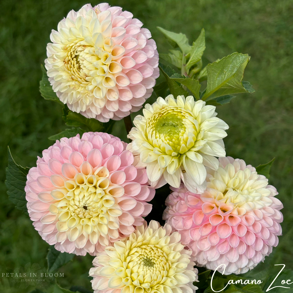 
                  
                    Camano Zoe Dahlia Tuber
                  
                