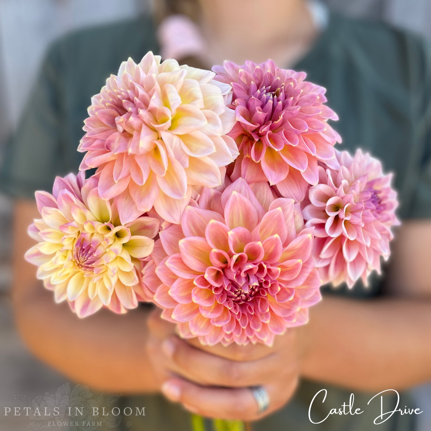 
                  
                    Castle Drive Dahlia Tubers
                  
                