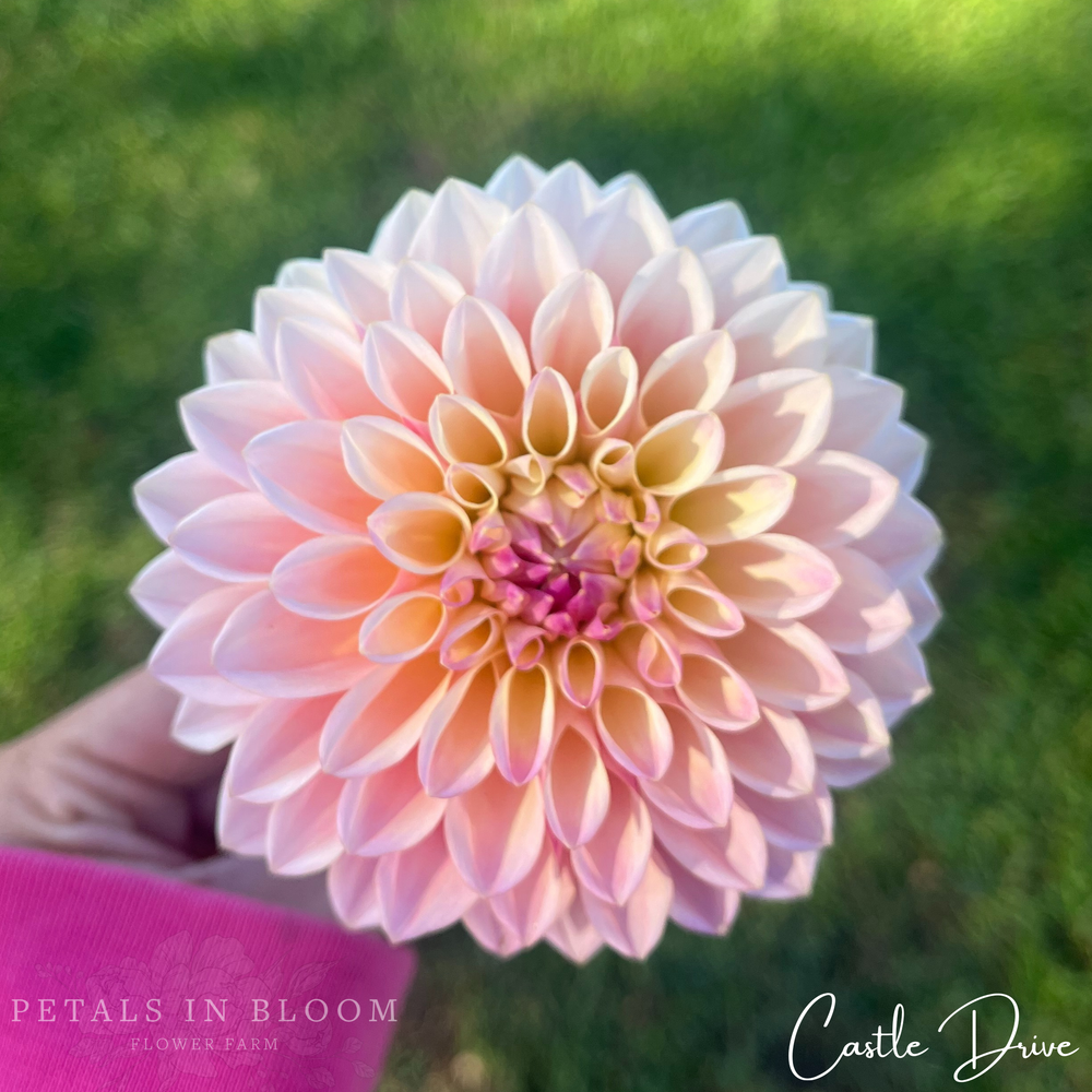 Castle Drive Dahlia Tubers