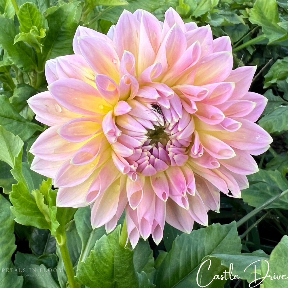 
                  
                    Castle Drive Dahlia Tubers
                  
                