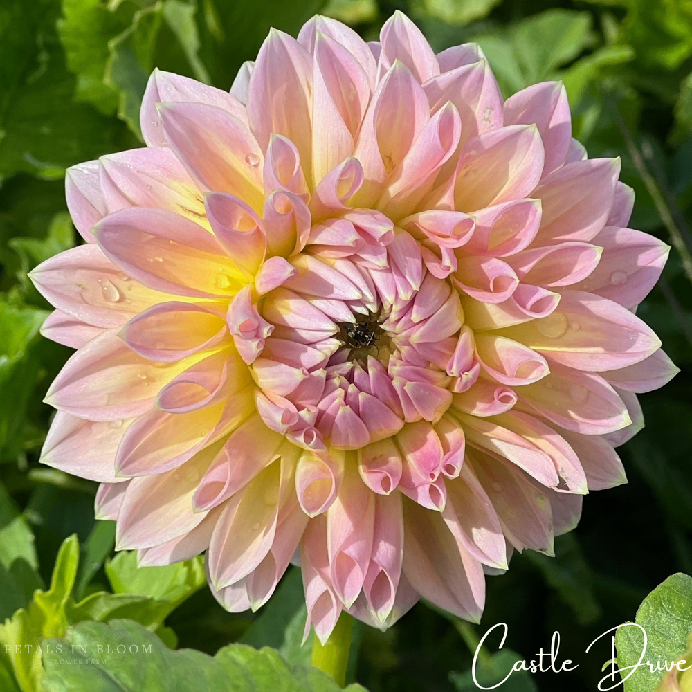 Castle Drive Dahlia Tubers