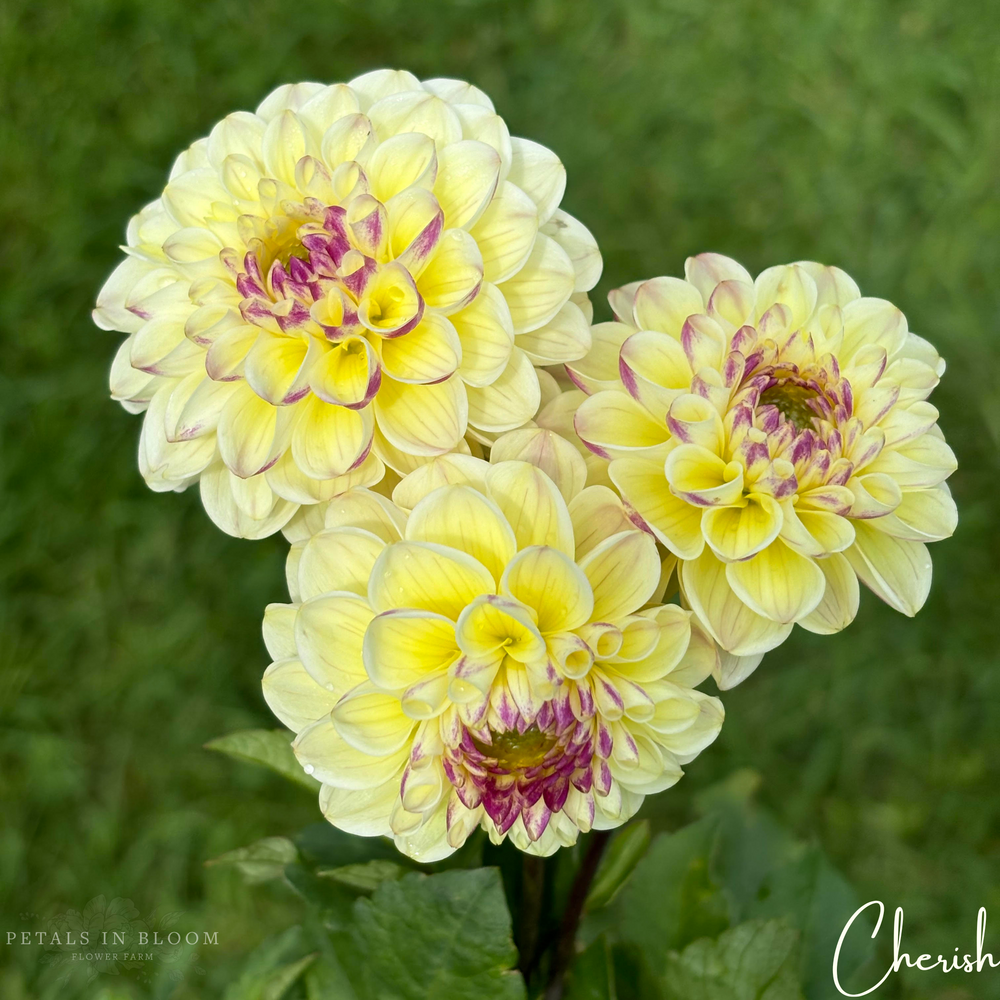 
                  
                    Cherish Dahlia Tubers
                  
                