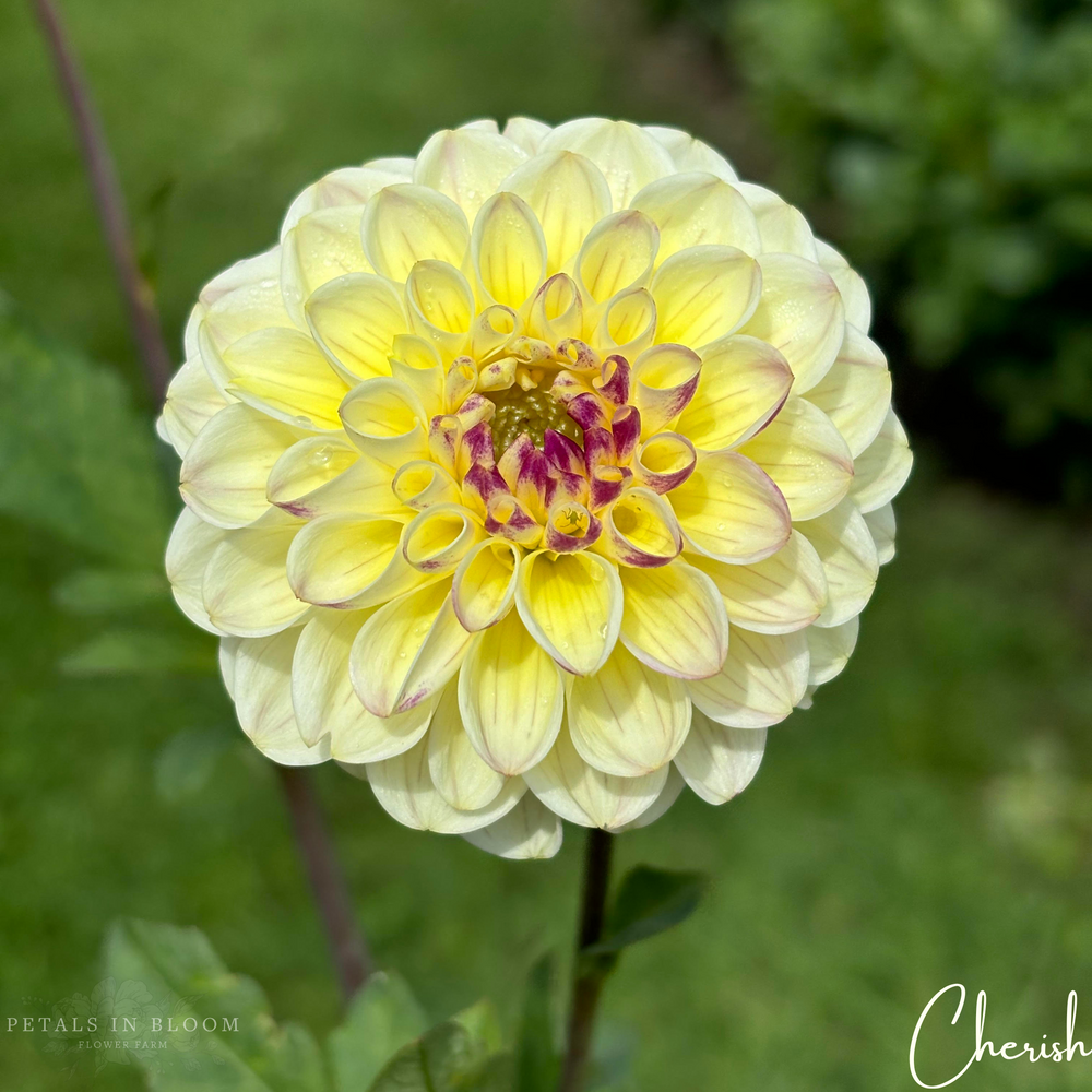 Cherish Dahlia Tubers