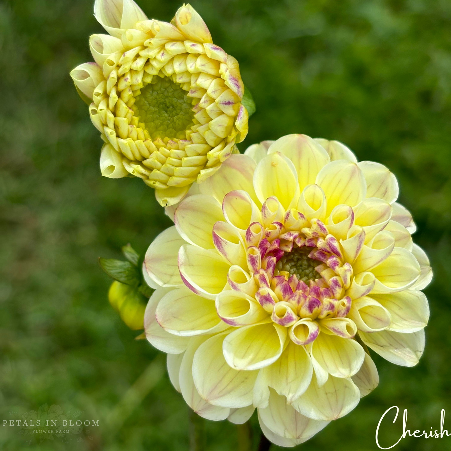 
                  
                    Cherish Dahlia Tubers
                  
                