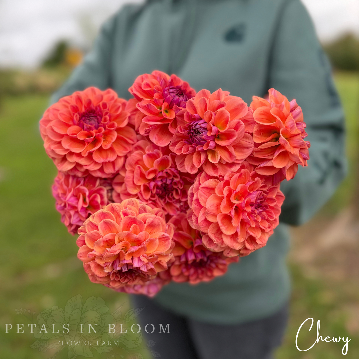 
                  
                    Chewy Dahlia Tubers
                  
                