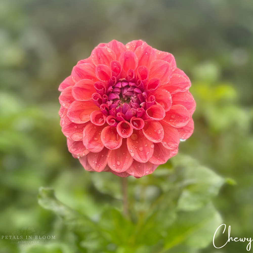 
                  
                    Chewy Dahlia Tubers
                  
                