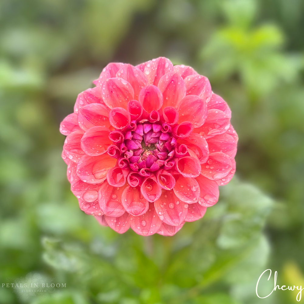 Chewy Dahlia Tubers