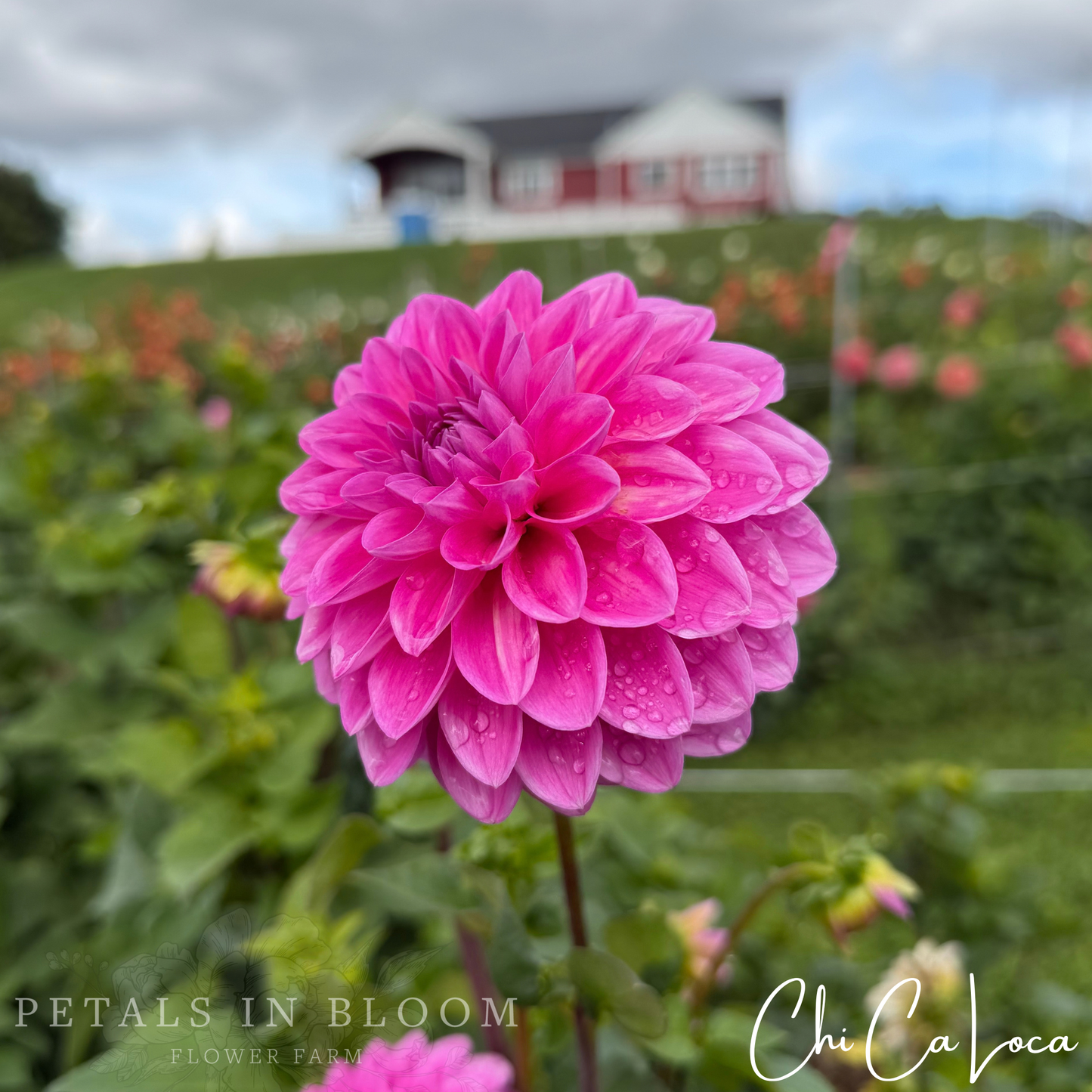 
                  
                    Chi Ca Loca Dahlia Tuber
                  
                