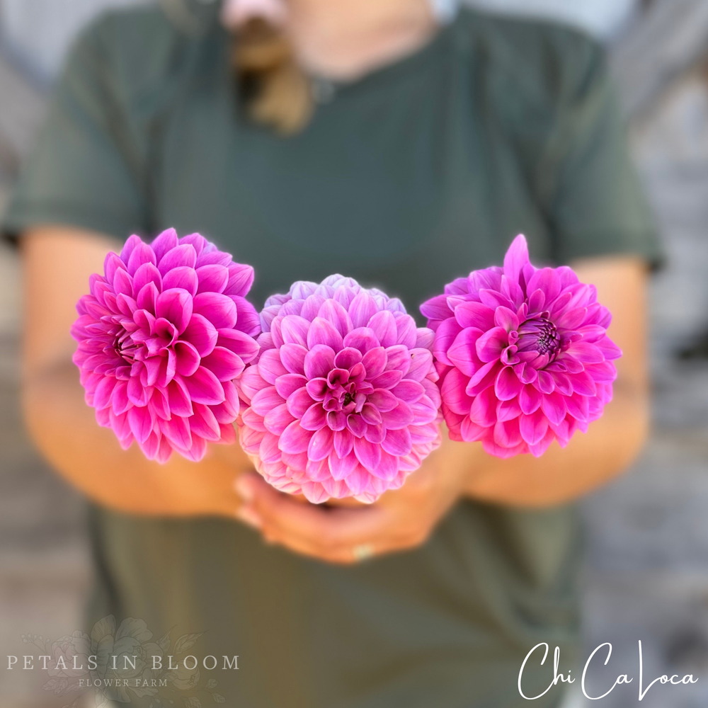 Chi Ca Loca Dahlia Tuber