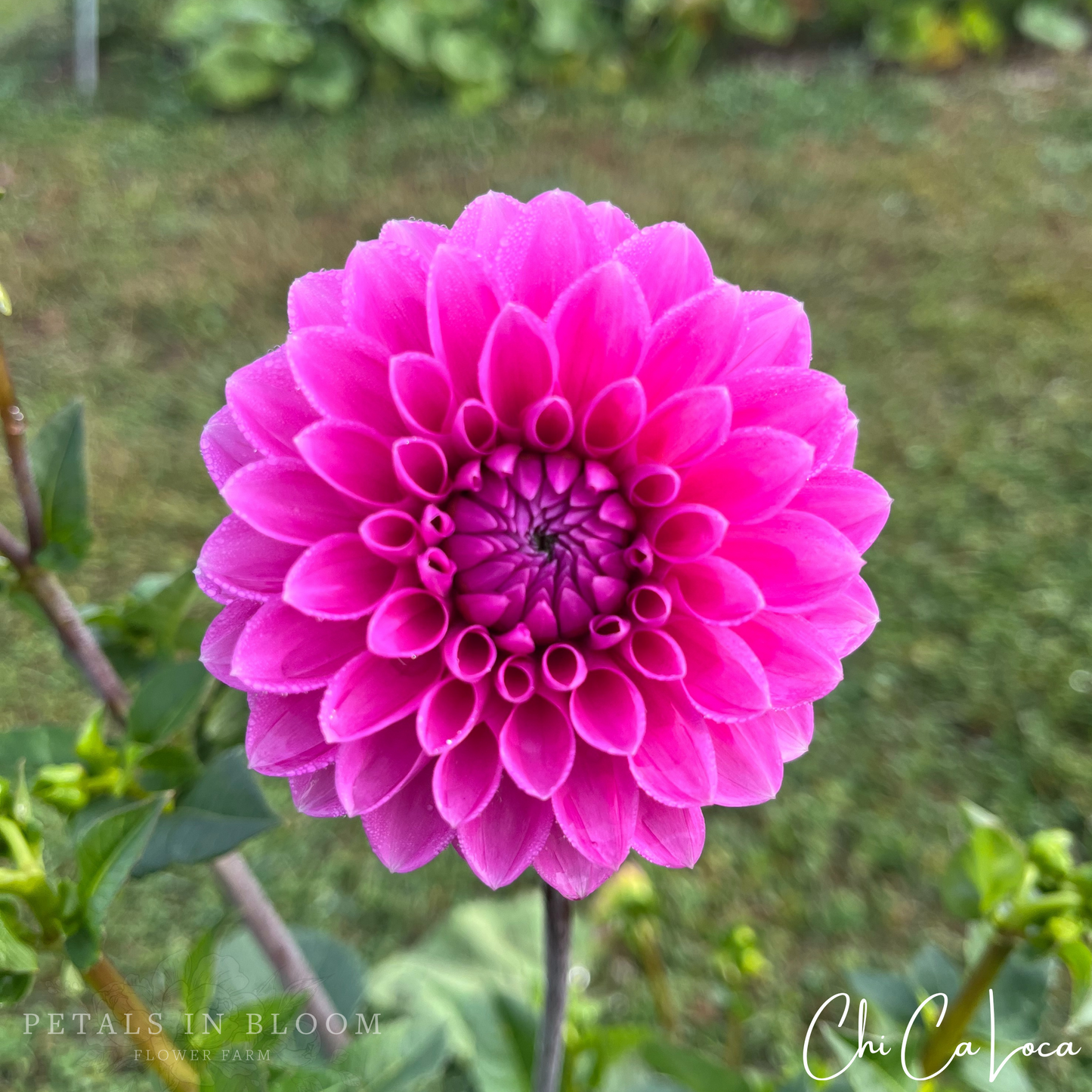 
                  
                    Chi Ca Loca Dahlia Tuber
                  
                