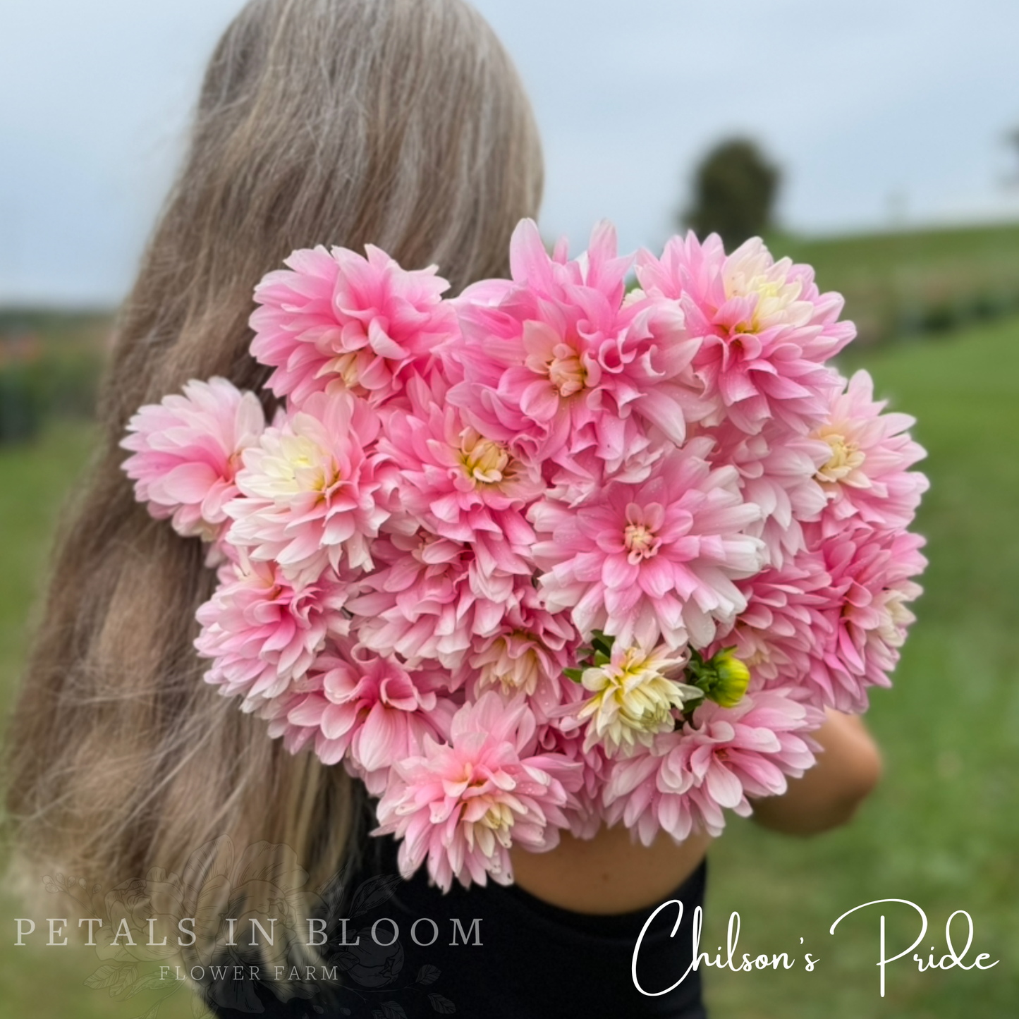 
                  
                    Chilson's Pride Dahlia Tuber
                  
                