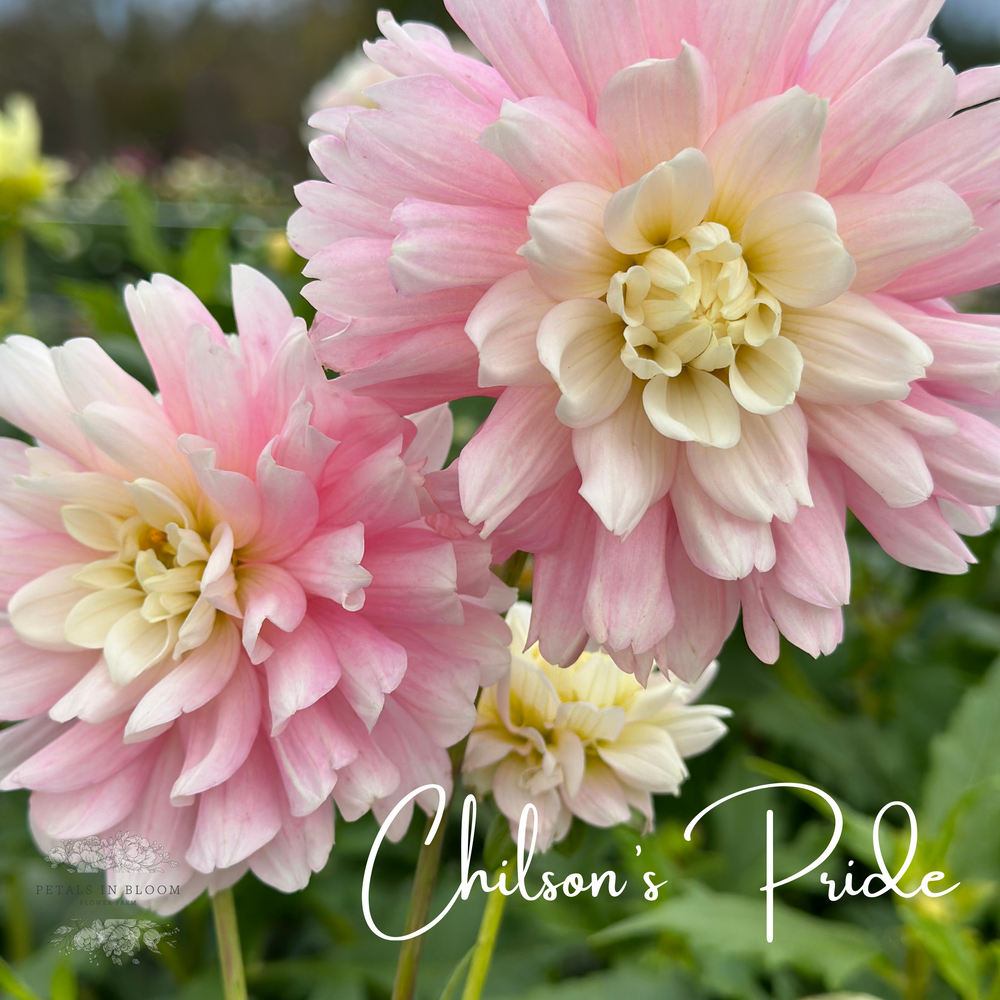 Chilson's Pride Dahlia Tuber Petals In Bloom Flower Farm