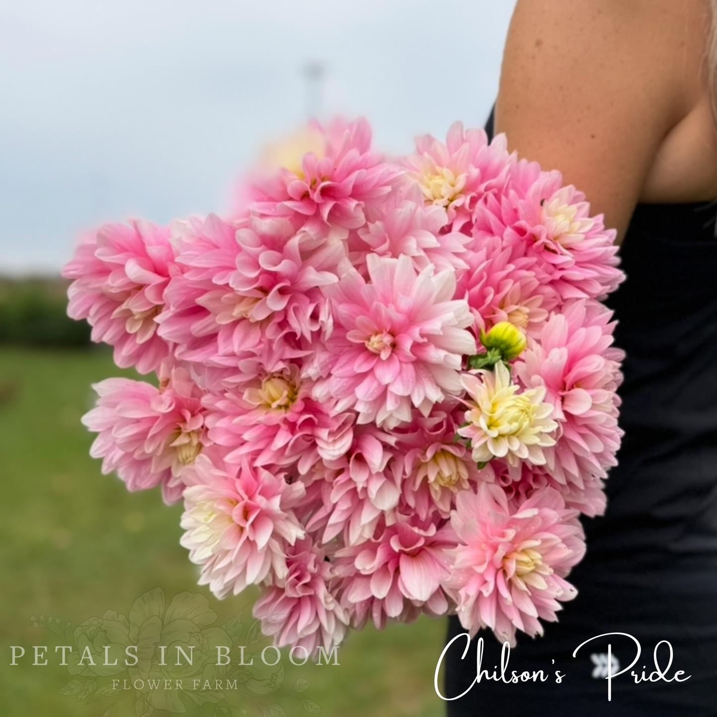 
                  
                    Chilson's Pride Dahlia Tuber
                  
                