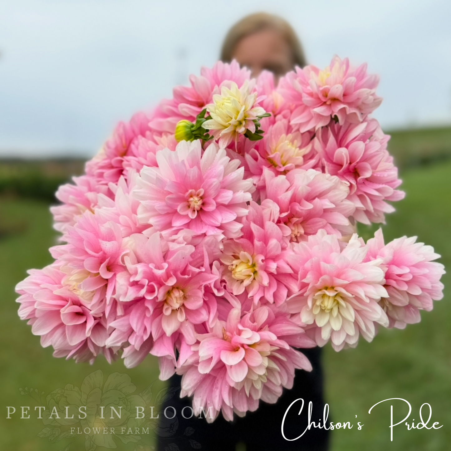 
                  
                    Chilson's Pride Dahlia Tuber
                  
                