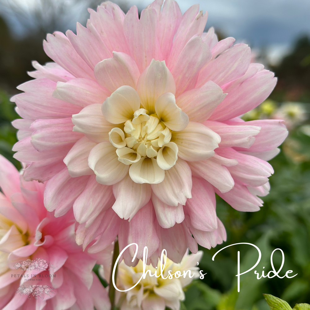 Chilson's Pride Dahlia Tuber