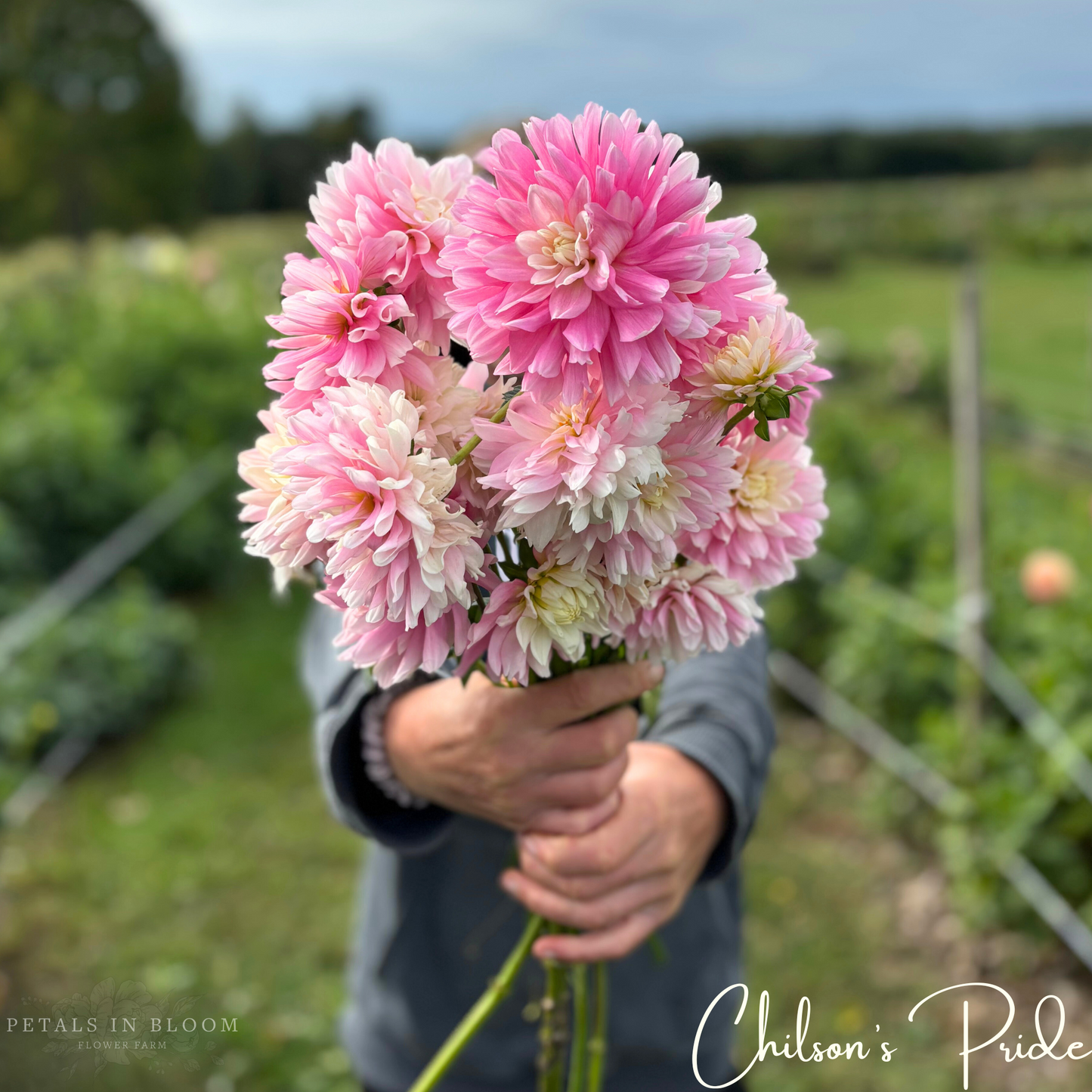 
                  
                    Chilson's Pride Dahlia Tuber
                  
                