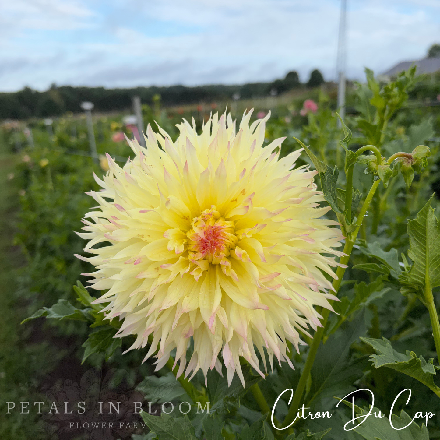 
                  
                    Citron du Cap Dahlia Tubers
                  
                