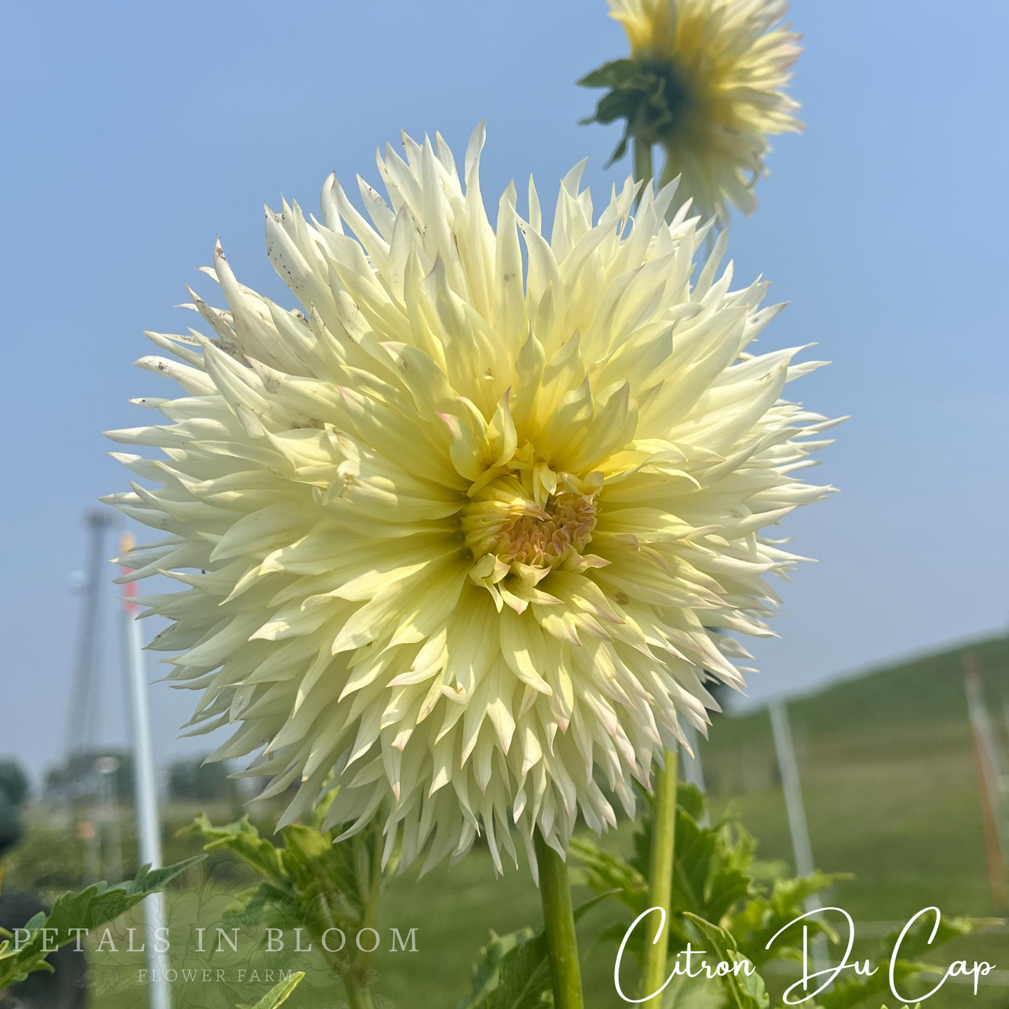 
                  
                    Citron du Cap Dahlia Tubers
                  
                
