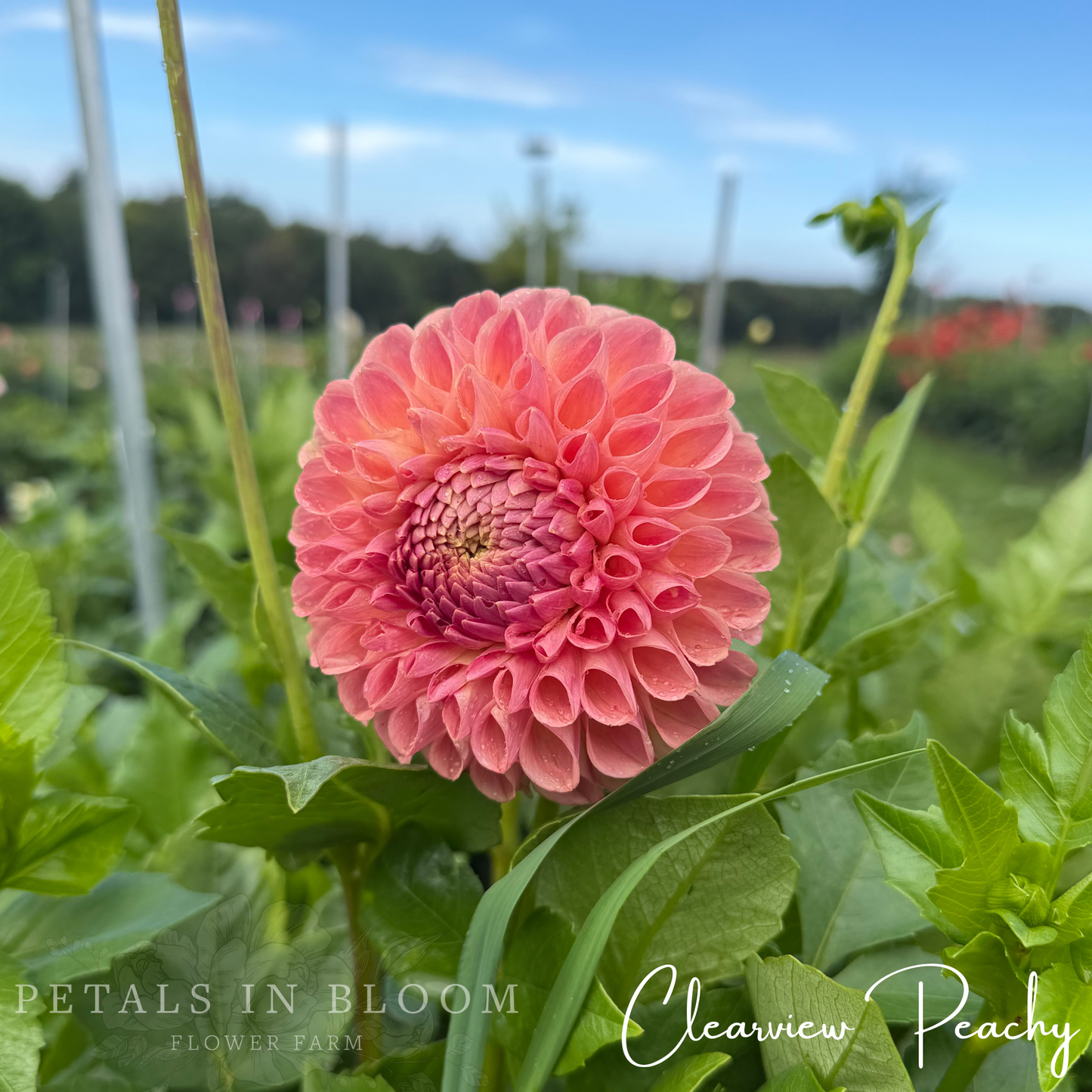 
                  
                    Clearview Peachy Tuber
                  
                