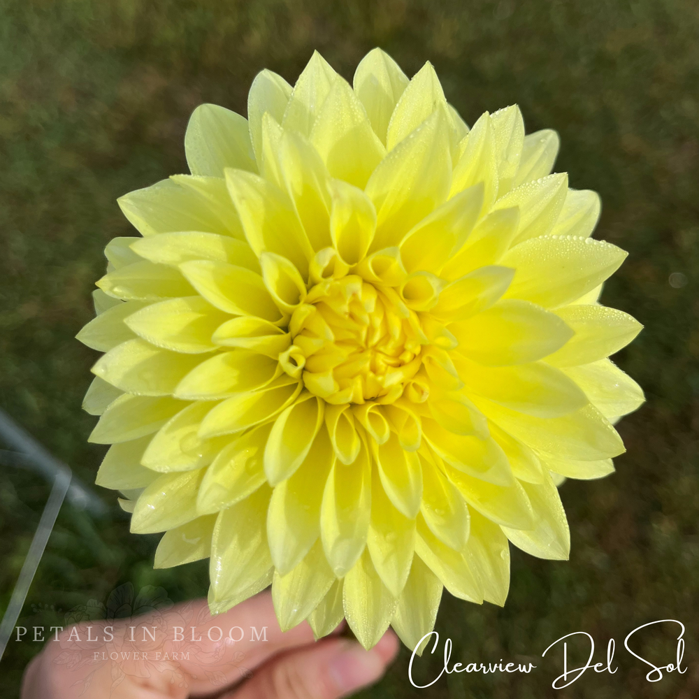 Clearview Del Sol Dahlia Tubers