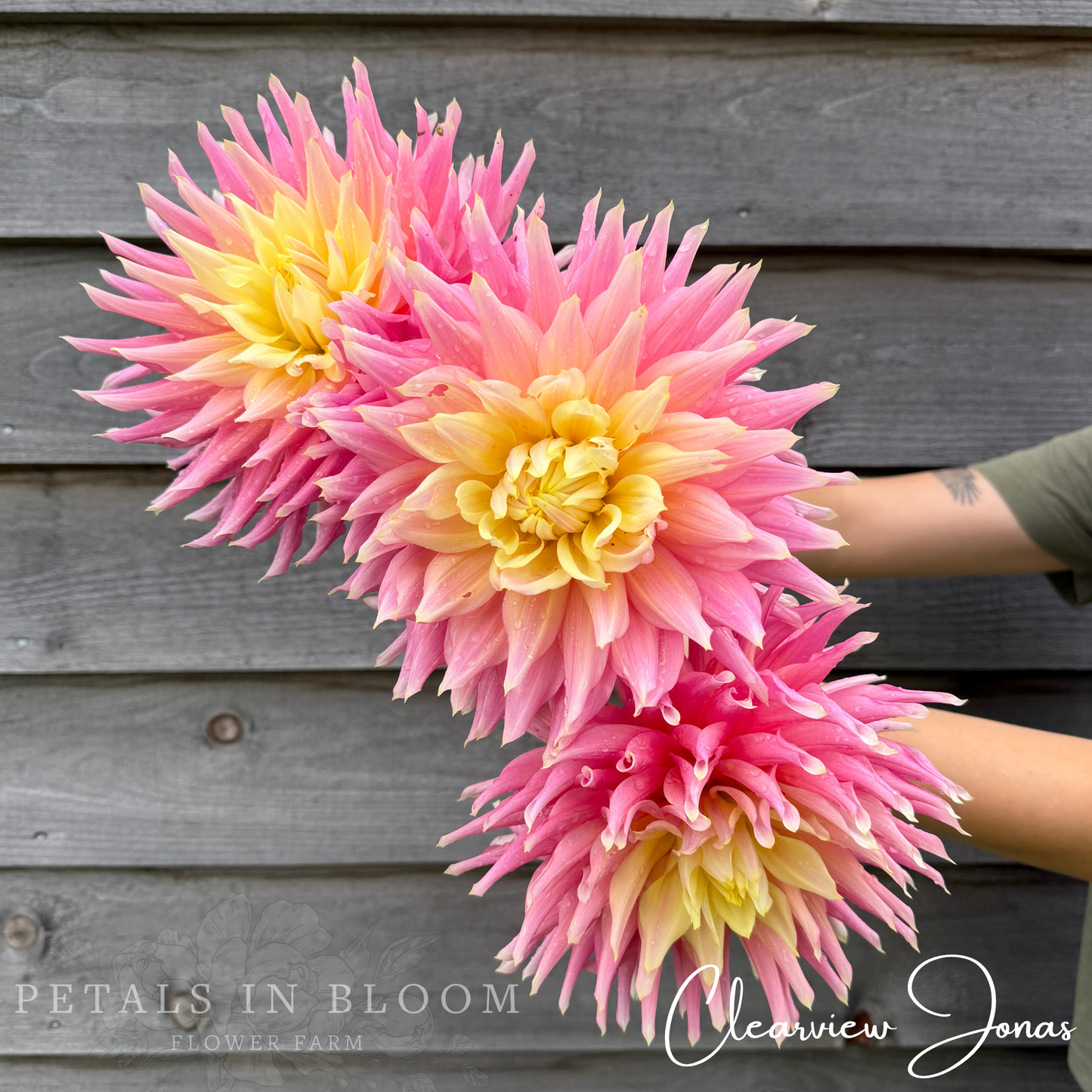
                  
                    Clearview Jonas Dahlia Tuber
                  
                