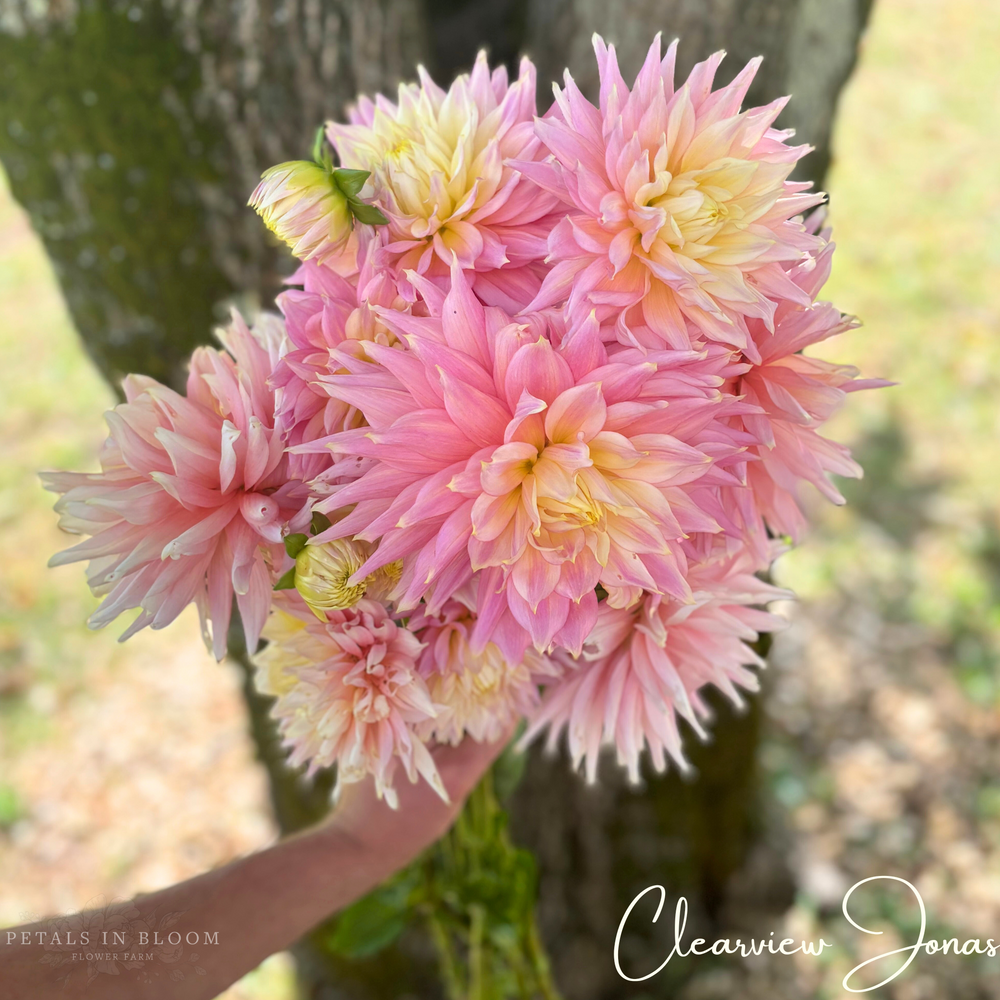 Clearview Jonas Dahlia Tuber – Petals In Bloom Flower Farm